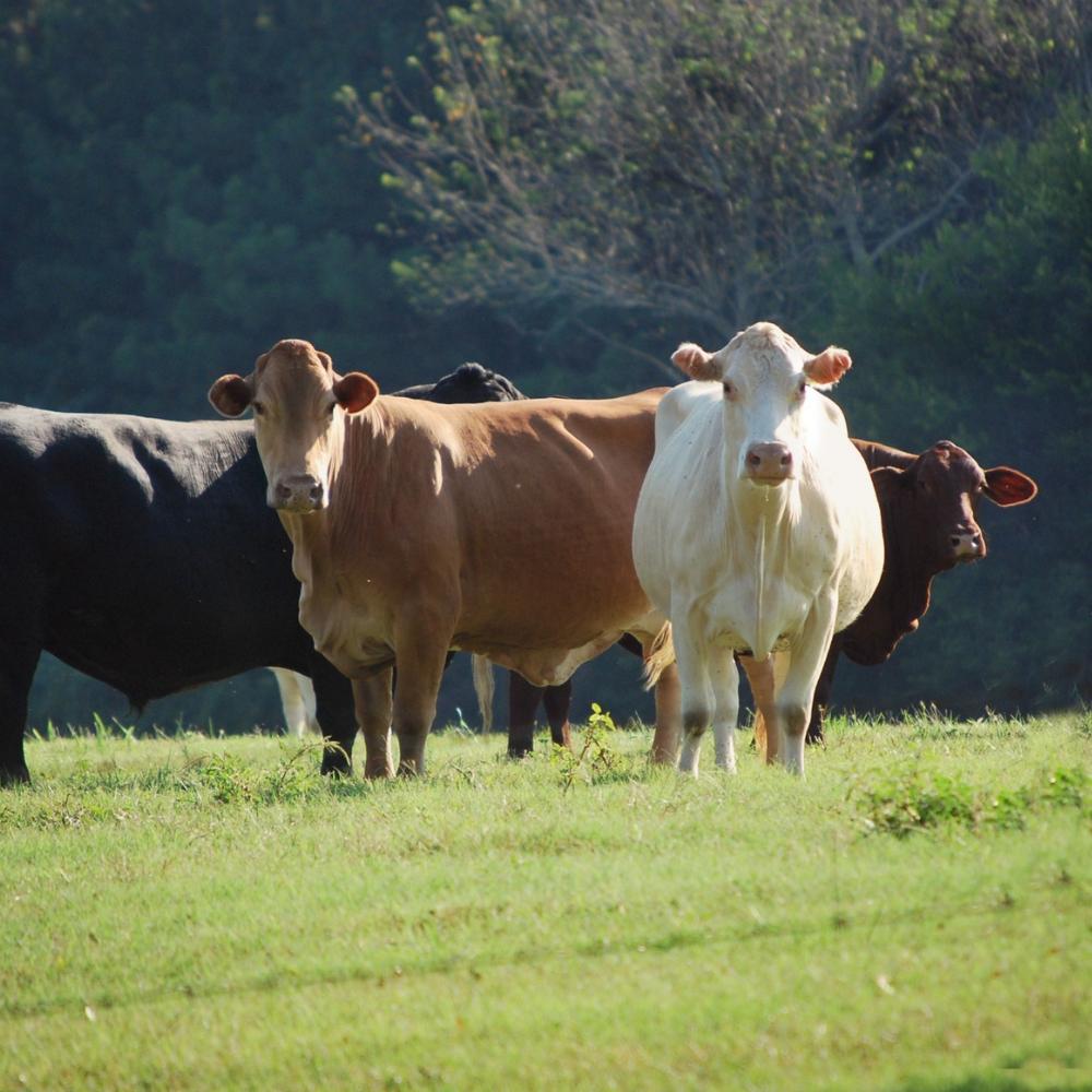 FARM FEED & NUTRITION