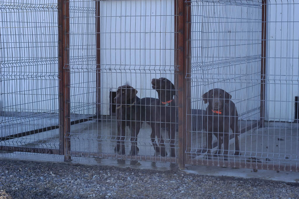 OK Brand 8ga 6'x12' galvanized Kennel Panel Dogs 