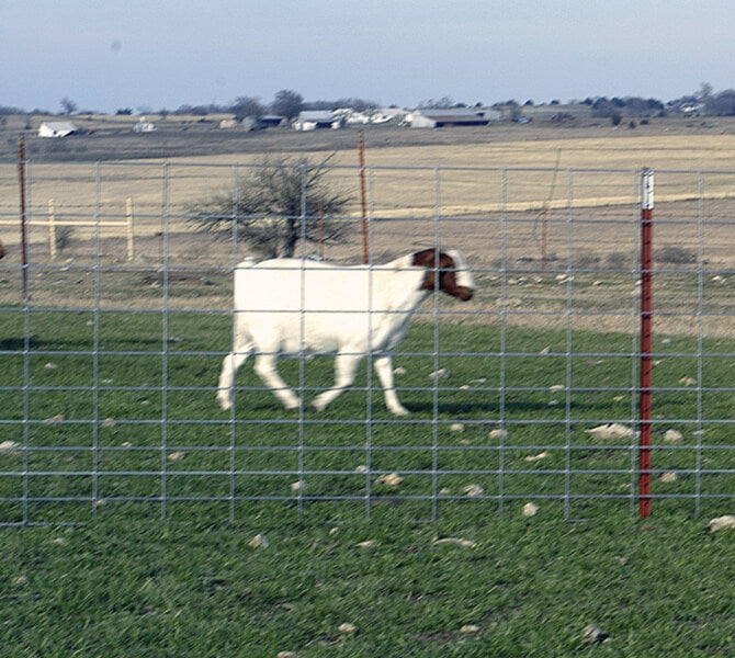 OK Brand 4' x 330' Class 1 Hinge Joint Sheep and Goat 2